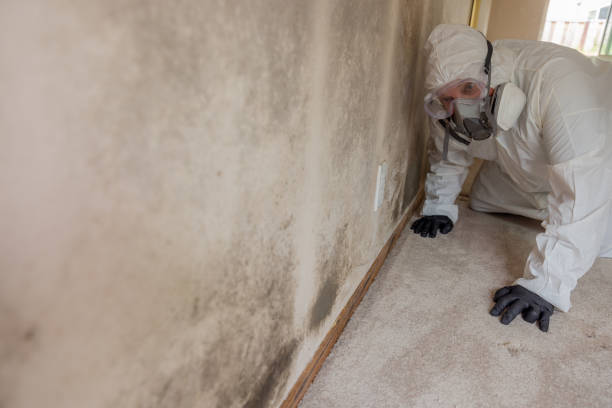 Professional Mold Removal & Remediation in Palm City, FL